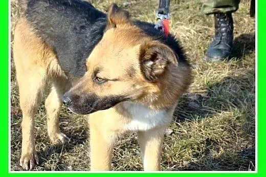 14 kg,przyjazny,łagodny,towarzyski,wesoły piesek E