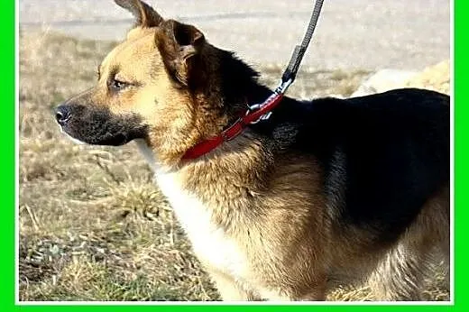 14 kg,przyjazny,łagodny,towarzyski,wesoły piesek E
