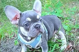 Buldog francuski piesek