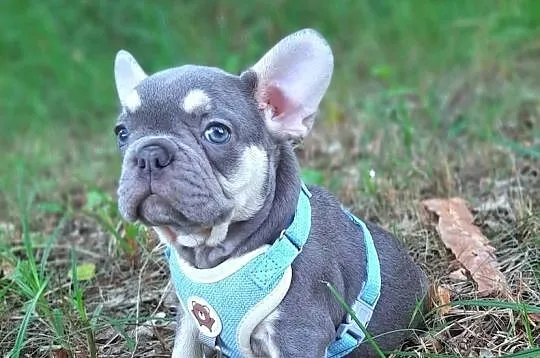 Buldog francuski piesek, Łódzkie, Pabianice