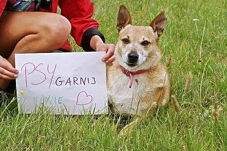 ILKA mała biszkoptowa sunia do adopcji,  łódzkie Łódź