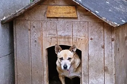 ILKA mała biszkoptowa sunia do adopcji,  łódzkie Ł