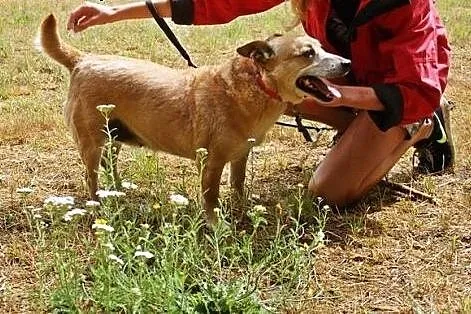 ILKA mała biszkoptowa sunia do adopcji,  łódzkie Ł