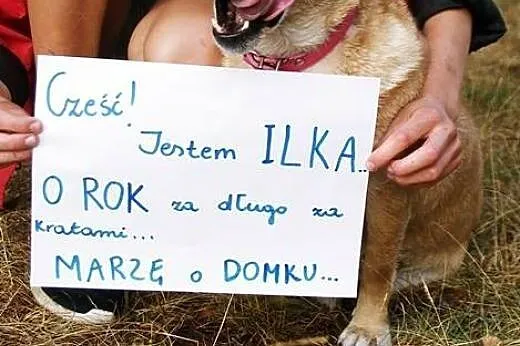 ILKA mała biszkoptowa sunia do adopcji,  łódzkie Ł
