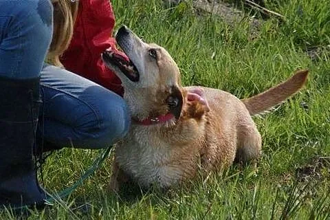 ILKA mała biszkoptowa sunia do adopcji,  łódzkie Ł