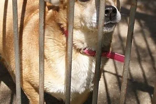 ILKA mała biszkoptowa sunia do adopcji,  łódzkie Ł