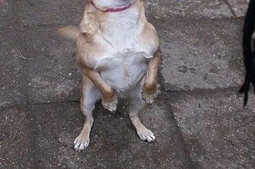 ILKA mała biszkoptowa sunia do adopcji,  łódzkie Ł