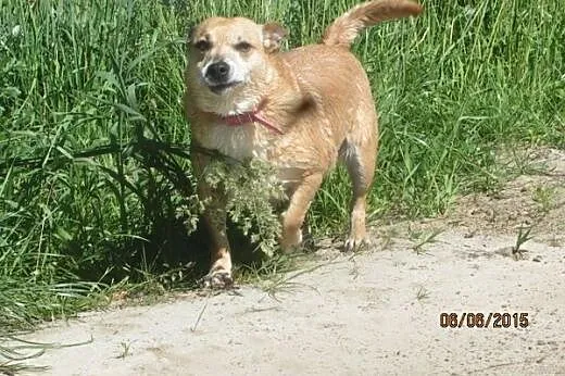 ILKA mała biszkoptowa sunia do adopcji,  łódzkie Ł