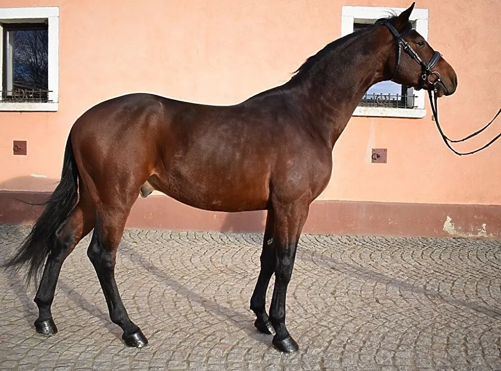 na Sprzedaż Lancaster - ogier Deutsches Sportpferd, , Pszenno