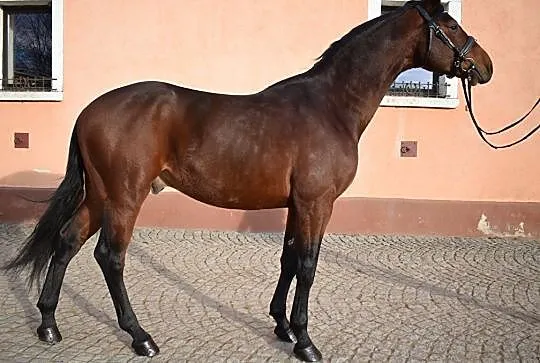 na Sprzedaż Lancaster - ogier Deutsches Sportpferd, , Pszenno