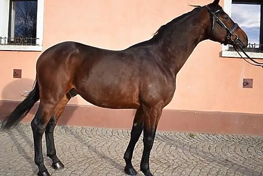 na Sprzedaż Lancaster - ogier Deutsches Sportpferd, , Pszenno