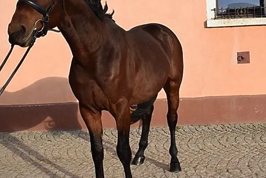 na Sprzedaż Lancaster - ogier Deutsches Sportpferd, , Pszenno