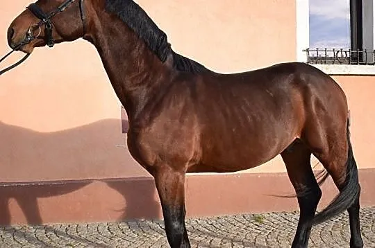 na Sprzedaż Lancaster - ogier Deutsches Sportpferd, , Pszenno