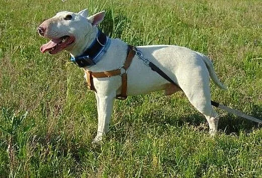Bullterier YARPEN do adopcji, wielkopolskie Konin