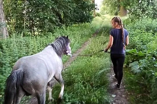 4-letni Ogier Walijski, Opolskie, Reńska Wieś