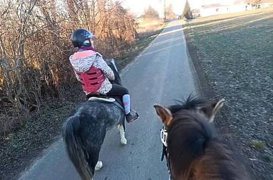 4-letni Ogier Walijski, Opolskie, Reńska Wieś