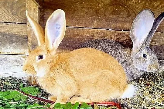 Samiczki olbrzym belgijski z rodowodem, Kujawsko-pomorskie, Radzyń Chełmiński