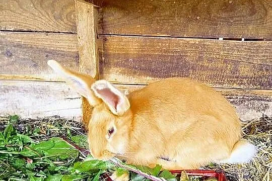 Samiczki olbrzym belgijski z rodowodem, Kujawsko-pomorskie, Radzyń Chełmiński