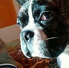 Krycie buldog, lubelskie Zamość