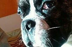 Krycie buldog,  lubelskie Zamość