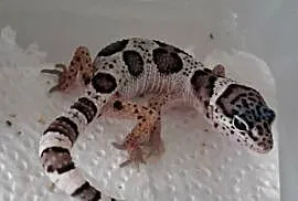 Gekon Lamparci Mack Snow