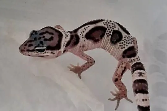 Gekon Lamparci Mack Snow, Śląskie, Ruda Śląska