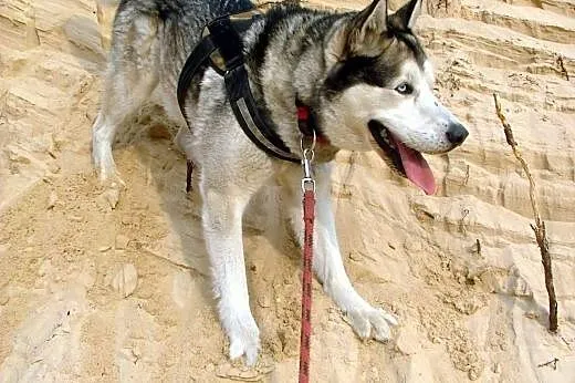 Devil - aktywny, towarzyski husky szuka domu,  Kundelki cała Polska