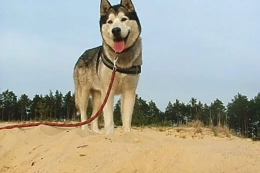 Devil - aktywny, towarzyski husky szuka domu,  Kun