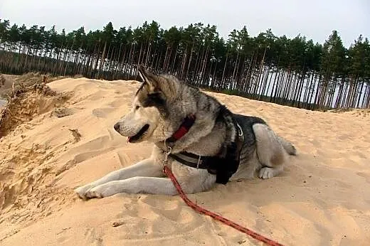 Devil - aktywny, towarzyski husky szuka domu,  Kun