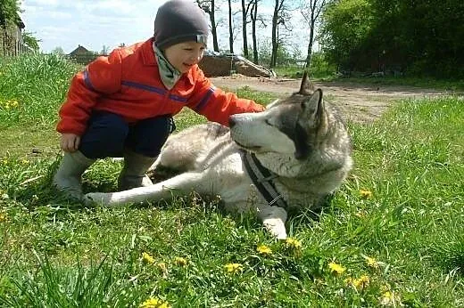 Devil - aktywny, towarzyski husky szuka domu,  Kun