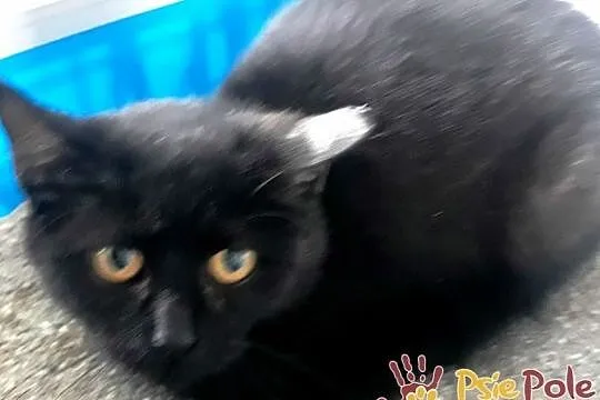 TALIA-kochana malutka kicia po przejściach-szukamy troskliwego domu, adopcja, Małopolskie, Kraków