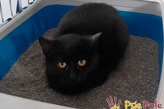 TALIA-kochana malutka kicia po przejściach-szukamy troskliwego domu, adopcja, Małopolskie, Kraków