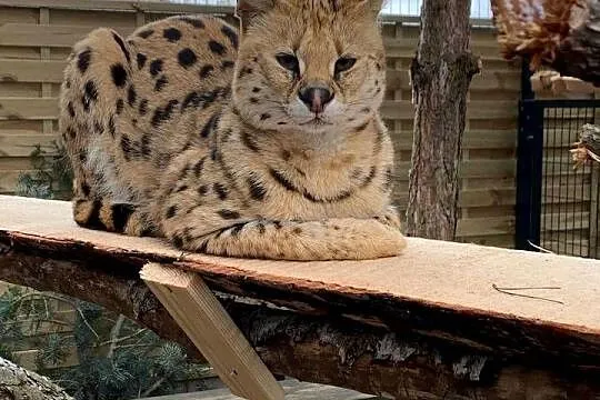 Okazja likwidacja hodowli para Serwal afrykański woliera i domek całość, Śląskie, Czerwionka-Leszczyny