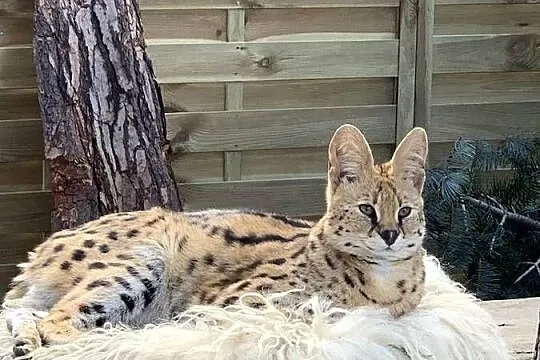 Okazja likwidacja hodowli para Serwal afrykański woliera i domek całość, Śląskie, Czerwionka-Leszczyny