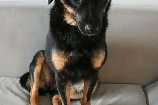 MELA - nieduża, roczna śliczna sunia do adopcji,  