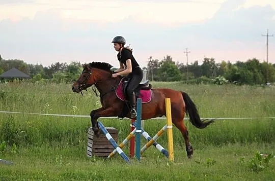 Sprzedam pięknego kuca do skoków, Komarówka