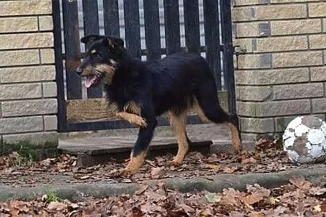 Heros - ideał psiaka :),  lubuskie Nowa Sól