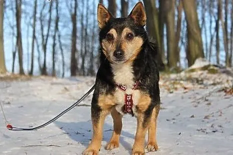 Reksio szuka domu! Pies, który potrafi przechodzić na pasach :),  Kundelki cała Polska