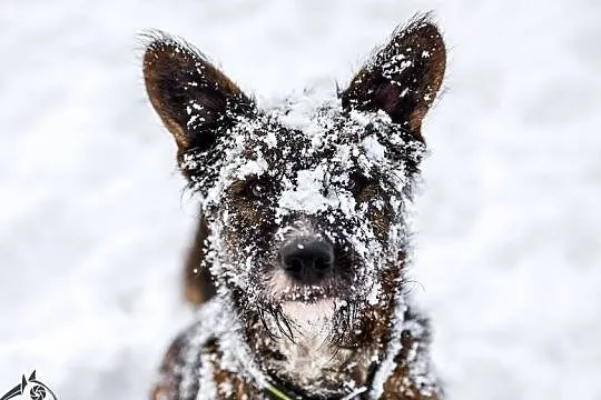 Przygarnij terrierkę Londi :)