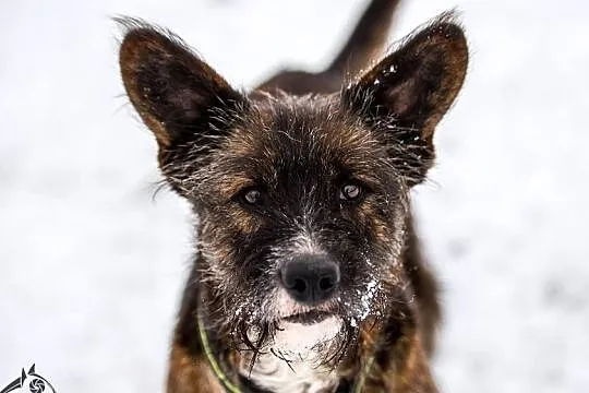 Przygarnij terrierkę Londi :), Małopolskie, Kraków