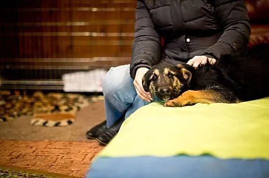 Gigi samotne, przerażone PSIE DZIECKO szuka domu