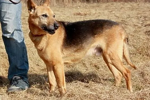 Owczarek? Lis? :),  warmińsko-mazurskie Olsztyn