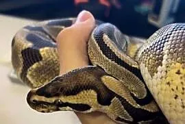 Pyton królewski/Python regius Pastel Samiec Dorosły Na Peta/Pupila