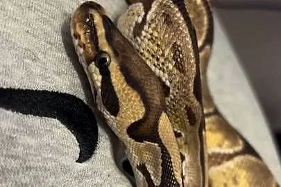 Pyton królewski/Python regius Pastel Samiec Dorosły Na Peta/Pupila, Mazowieckie, Pułtusk