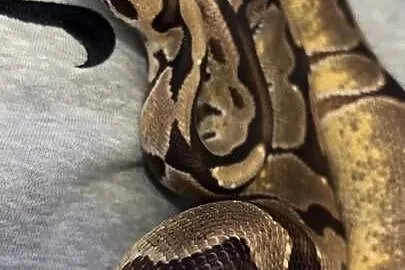 Pyton królewski/Python regius Pastel Samiec Dorosły Na Peta/Pupila, Mazowieckie, Pułtusk