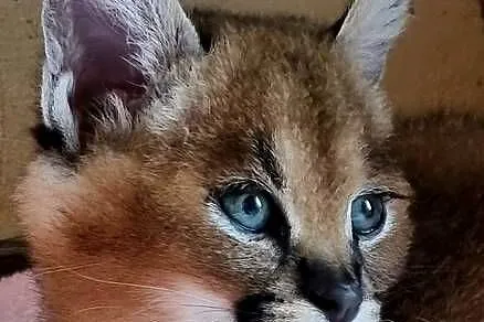 Karakale stepowe (Caracal caracal) - młode, piękne i oswojone kociaki