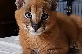 Karakale stepowe (Caracal caracal) - młode, piękne i oswojone kociaki, Śląskie, Katowice