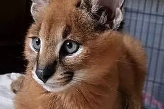Karakale stepowe (Caracal caracal) - młode, piękne i oswojone kociaki, Śląskie, Katowice