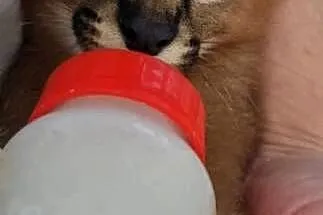 Karakale stepowe (Caracal caracal) - młode, piękne i oswojone kociaki, Śląskie, Katowice