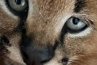 Karakale stepowe (Caracal caracal) - młode, piękne i oswojone kociaki, Śląskie, Katowice